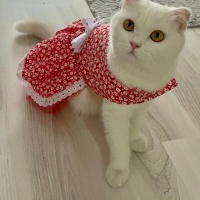 Scottish Fold, Kedi  Bella fotoğrafı