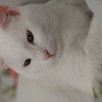 Ankara Kedisi, Kedi  Pamuk fotoğrafı