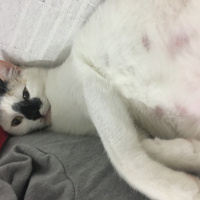 Tekir Kedi, Kedi  Latte fotoğrafı