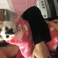 Tekir Kedi, Kedi  Latte fotoğrafı