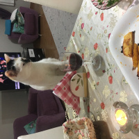 Tekir Kedi, Kedi  Latte fotoğrafı
