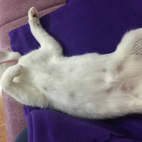 Tekir Kedi, Kedi  Latte fotoğrafı