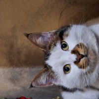 Tekir Kedi, Kedi  Kuki fotoğrafı