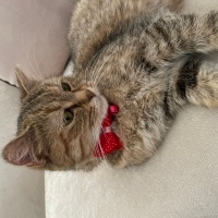 Tekir Kedi, Kedi  Bihter fotoğrafı