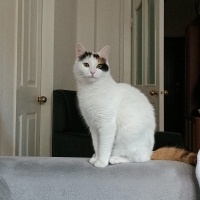 Tekir Kedi, Kedi  Lokum fotoğrafı