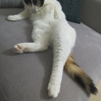Tekir Kedi, Kedi  Lokum fotoğrafı
