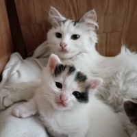 Tekir Kedi, Kedi  Lokum fotoğrafı