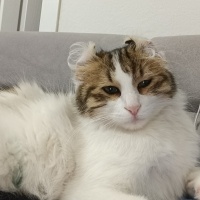 Tekir Kedi, Kedi  İnci fotoğrafı