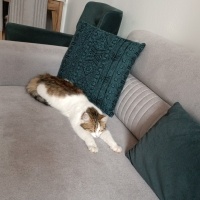 Tekir Kedi, Kedi  İnci fotoğrafı