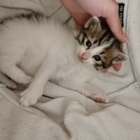 Tekir Kedi, Kedi  İnci fotoğrafı