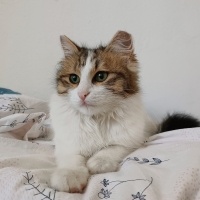 Tekir Kedi, Kedi  İnci fotoğrafı