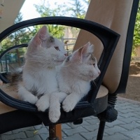 Tekir Kedi, Kedi  Çakıl fotoğrafı