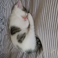 Tekir Kedi, Kedi  Çakıl fotoğrafı
