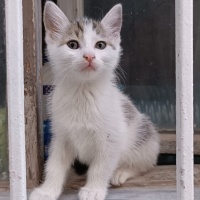 Tekir Kedi, Kedi  Çakıl fotoğrafı