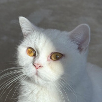 Scottish Fold, Kedi  Lina fotoğrafı