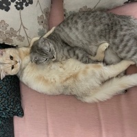 British Shorthair, Kedi  Victoria-Elizabeth fotoğrafı