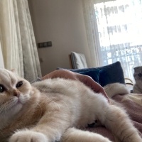 British Shorthair, Kedi  Victoria-Elizabeth fotoğrafı