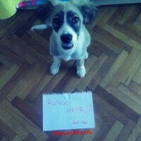 Russian Spaniel, Köpek  Marti fotoğrafı