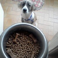 Russian Spaniel, Köpek  Marti fotoğrafı