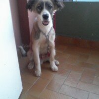 Russian Spaniel, Köpek  Marti fotoğrafı