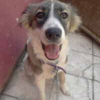 Russian Spaniel, Köpek  Marti fotoğrafı