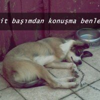 Russian Spaniel, Köpek  Marti fotoğrafı