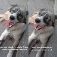 Russian Spaniel, Köpek  Marti fotoğrafı