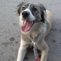 Russian Spaniel, Köpek  Marti fotoğrafı