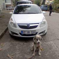 Russian Spaniel, Köpek  Marti fotoğrafı