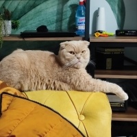 Scottish Fold, Kedi  Kaymak fotoğrafı