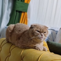 Scottish Fold, Kedi  Kaymak fotoğrafı