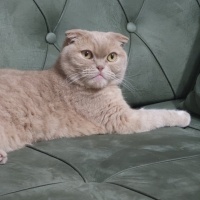 Scottish Fold, Kedi  Kaymak fotoğrafı