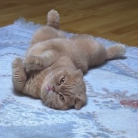 Scottish Fold, Kedi  Kaymak fotoğrafı