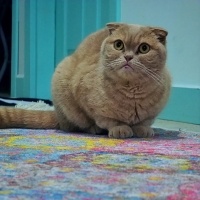 Scottish Fold, Kedi  Kaymak fotoğrafı