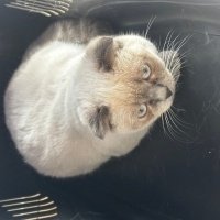 Scottish Fold, Kedi  Mido&çito fotoğrafı