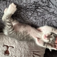 Korat, Kedi  İsmini siz koyun fotoğrafı