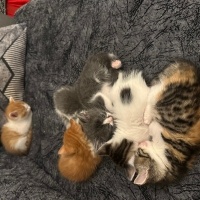 Korat, Kedi  İsmini siz koyun fotoğrafı