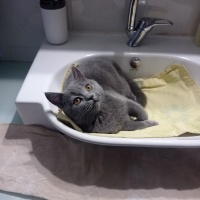 British Shorthair, Kedi  Oscar fotoğrafı
