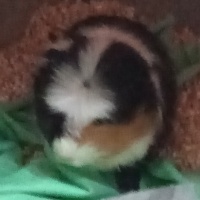 Guinea Pig, Kemirgen  Lucky fotoğrafı