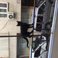 Tekir Kedi, Kedi  Sütlaç fotoğrafı