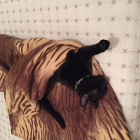 Tekir Kedi, Kedi  Sütlaç fotoğrafı
