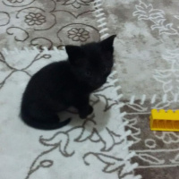 Tekir Kedi, Kedi  Sütlaç fotoğrafı