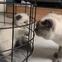British Shorthair, Kedi  ESTES fotoğrafı
