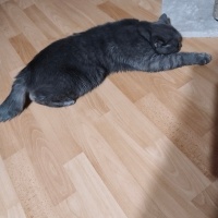 British Shorthair, Kedi  Odessa fotoğrafı
