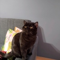 British Shorthair, Kedi  Aviles fotoğrafı