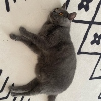 Brazilian Shorthair, Kedi  TOSİ fotoğrafı