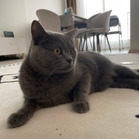 Brazilian Shorthair, Kedi  TOSİ fotoğrafı
