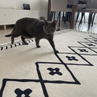 Brazilian Shorthair, Kedi  TOSİ fotoğrafı