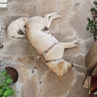 Labrador Retriever, Köpek  Tarçın fotoğrafı