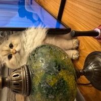 Scottish Fold, Kedi  Leydi fotoğrafı